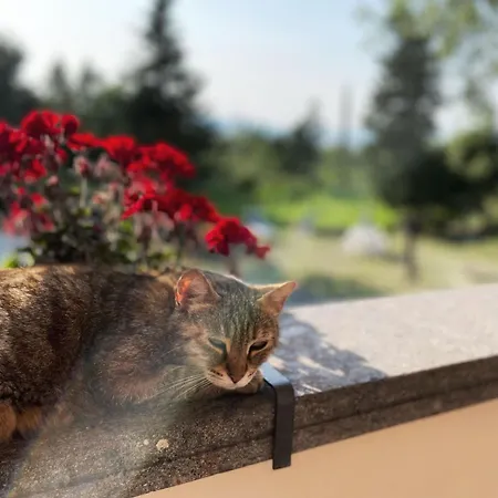 Simonetta 아파트 *